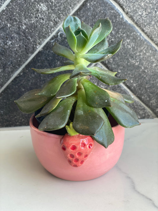 Pottery - Sweet Strawberry Kisses pot plant Style No 4