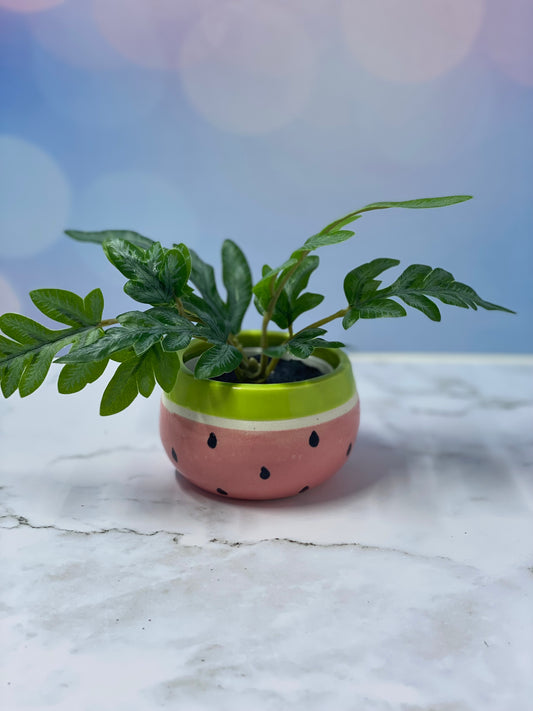 Pot Plant - Wee Watermelon